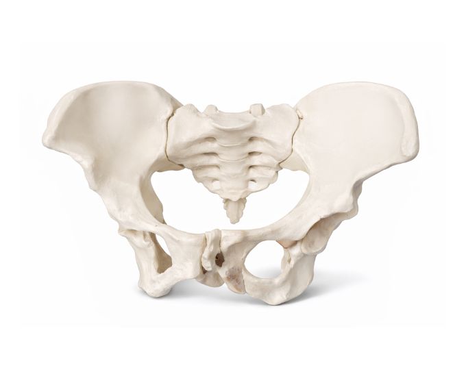 Human pelvis model life size male female