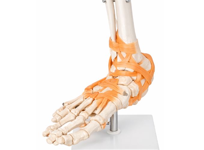 Foot joint life size With Ligaments