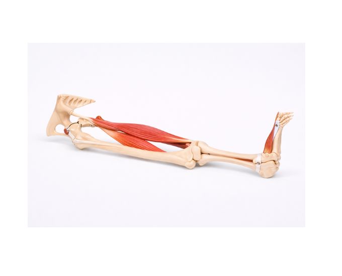 Functional model of knee joint life size