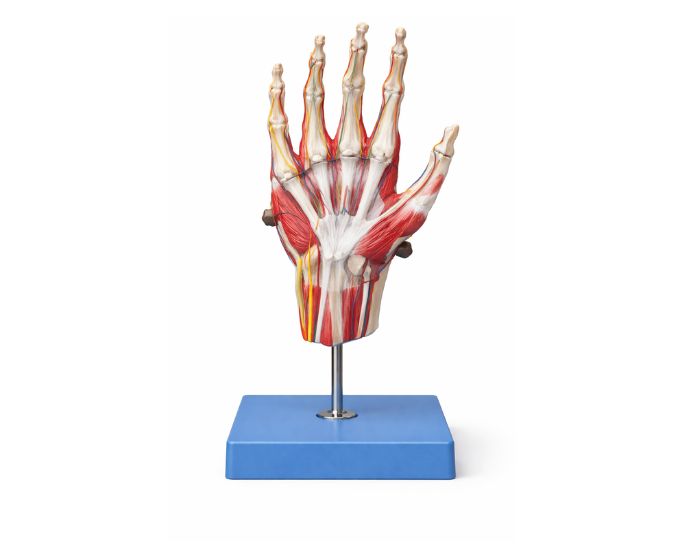 Muscle of hand with maine vessel and nerve