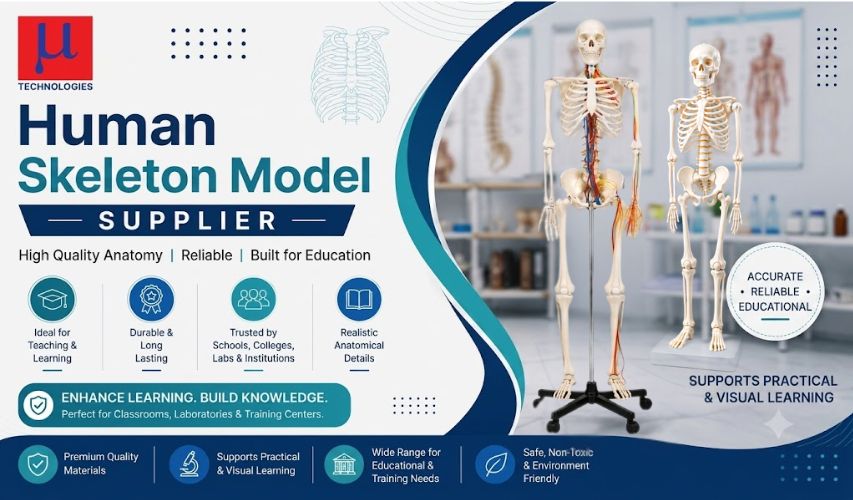 Best Human Skeleton Model Supplier in India