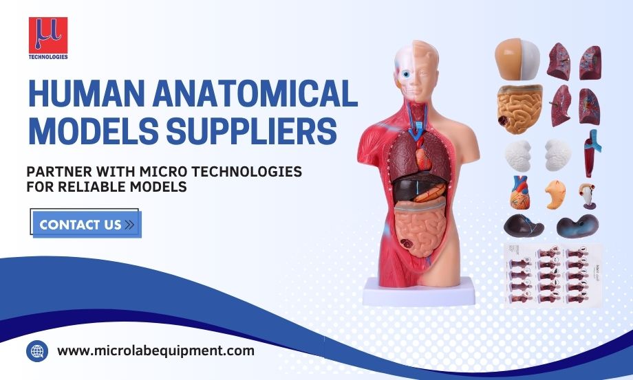best Human anatomical models supplier