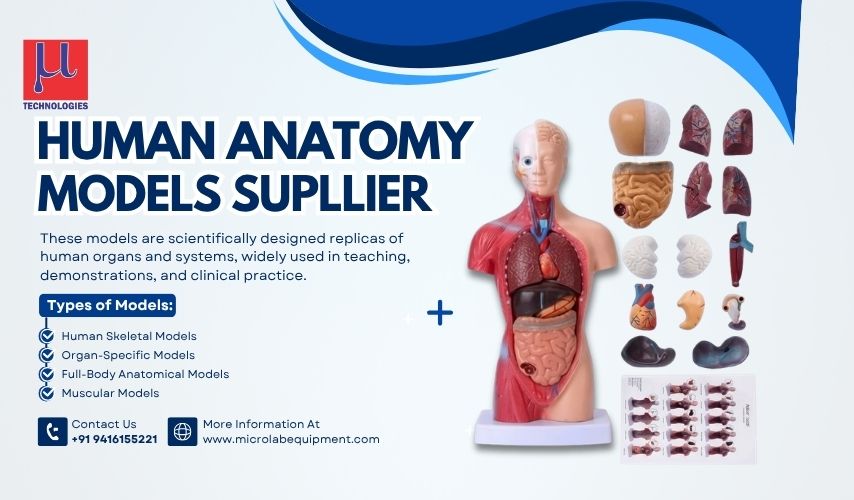 best Human anatomical models supplier