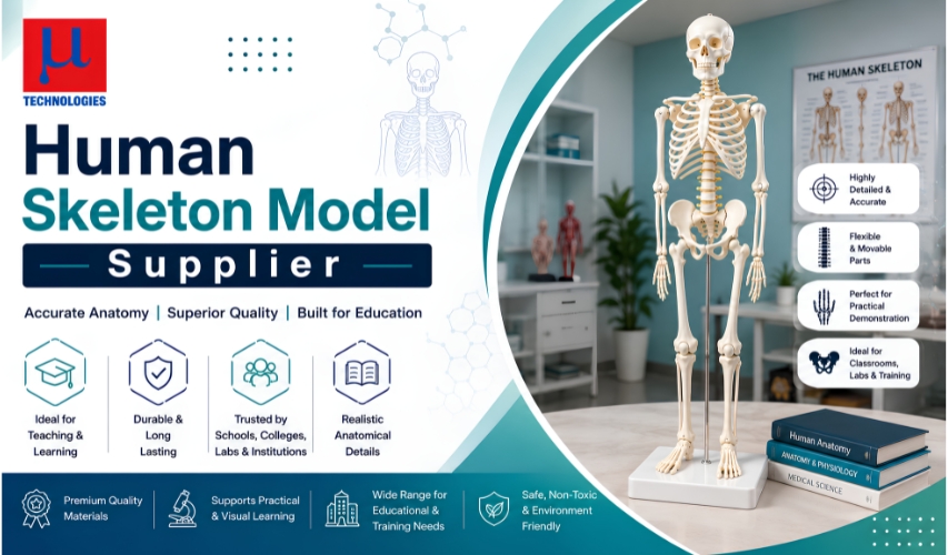 Human Skeleton Model Supplier