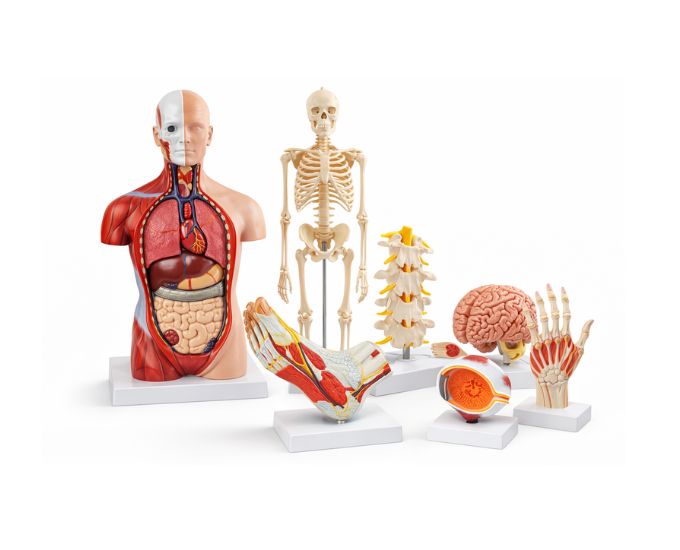 Human Anatomy Models