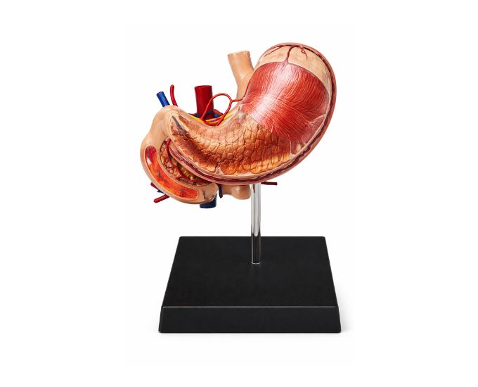 Transparent Stomach Anatomy Model Life Size - Product Image