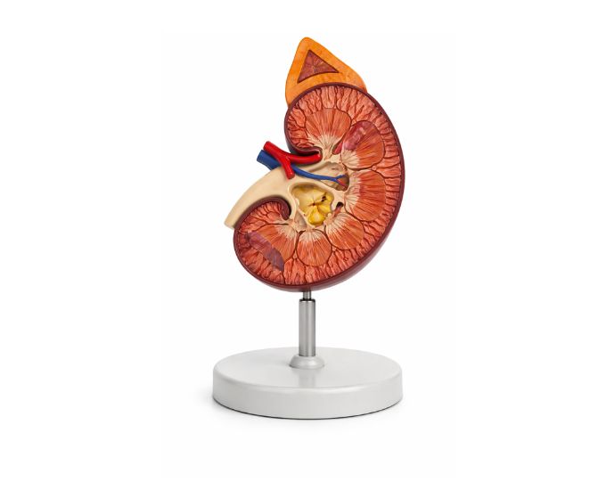 Deluxe Kidney Model with Adrenal Gland 3X Enlarged - Product Image
