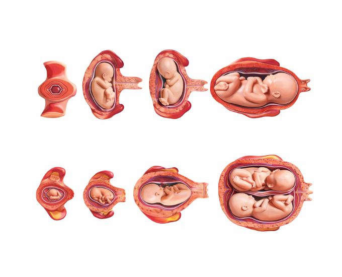 Embryo and Fetus Development Anatomy Model Set with Uterus Stages - Product Image