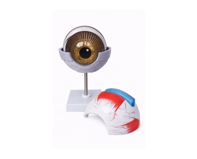 Human Eye Anatomy Model Five Times life Size, 2 Parts - Product Image