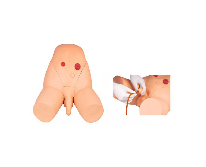 Male Catheterization Training Model - Product Image