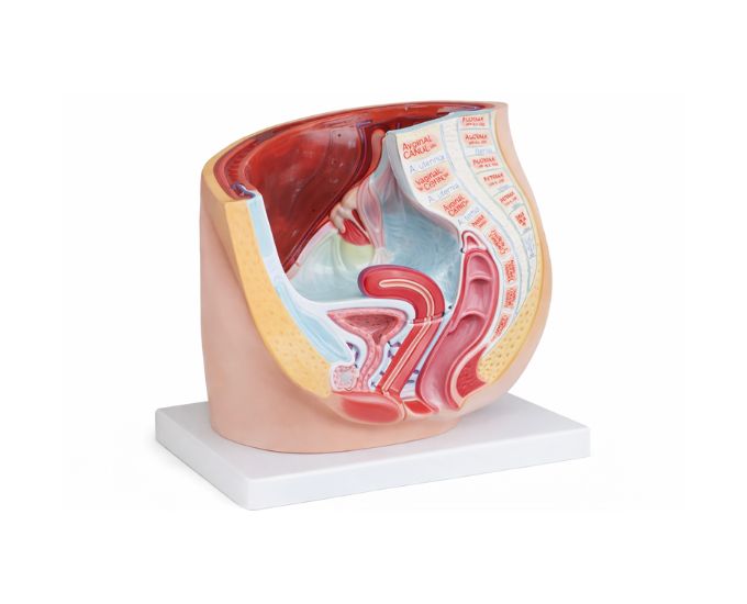 Female Pelvis Anatomy Model Mounted on Base - Product Image
