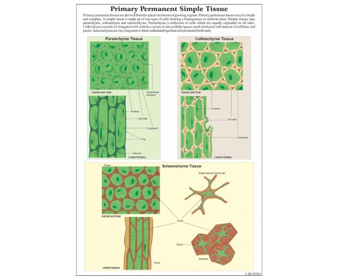 Histology Educational Chart - Product Image