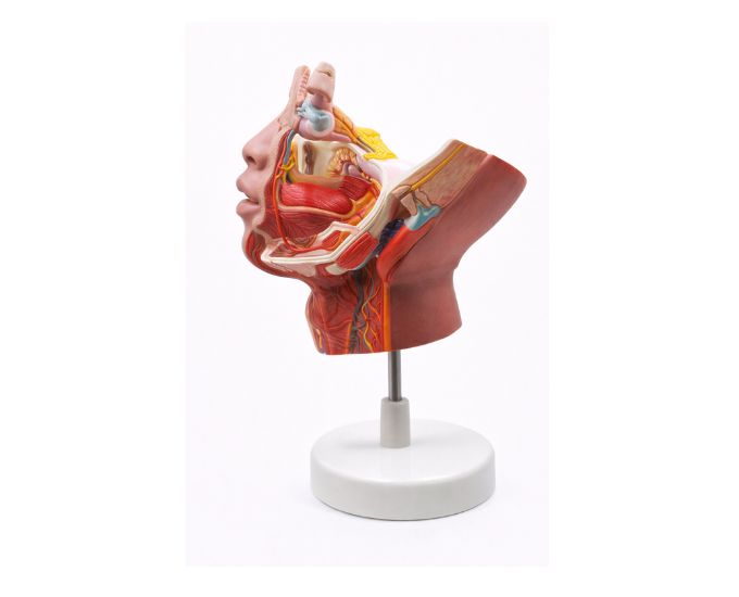 Trigeminal Nerve and Branches Anatomy Model Life Size - Product Image