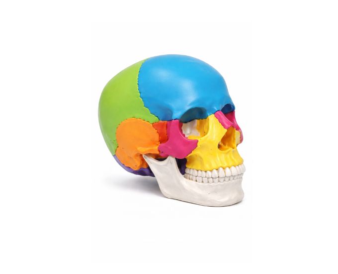 Human Skull Anatomy Model with 26 Detachable Parts for Study - Product Image