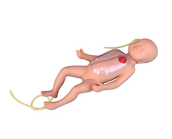 Neonatal Peripheral and Central Vein Intubation Simulator