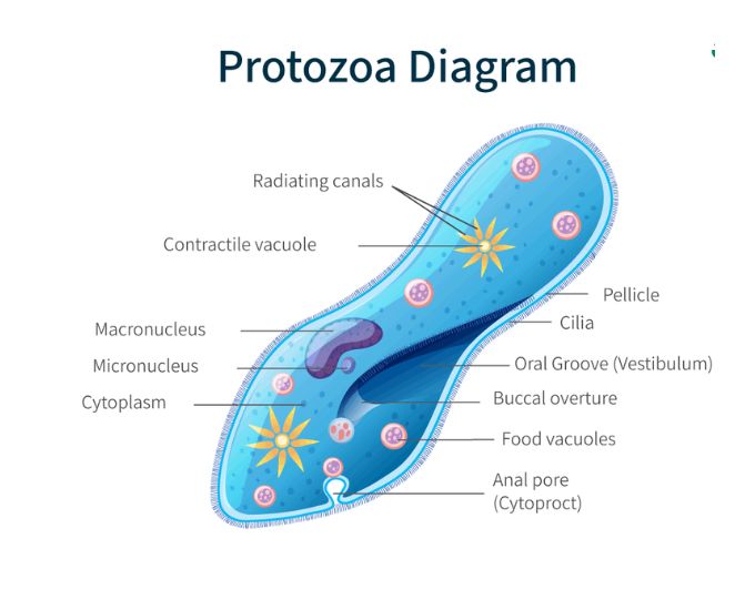 Protozoa Educational Chart - Product Image
