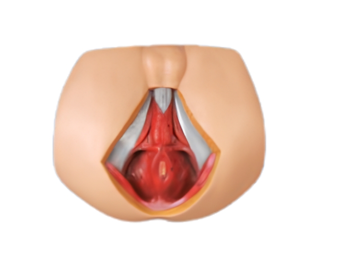 Male Perineum Anatomical Model - Product Image