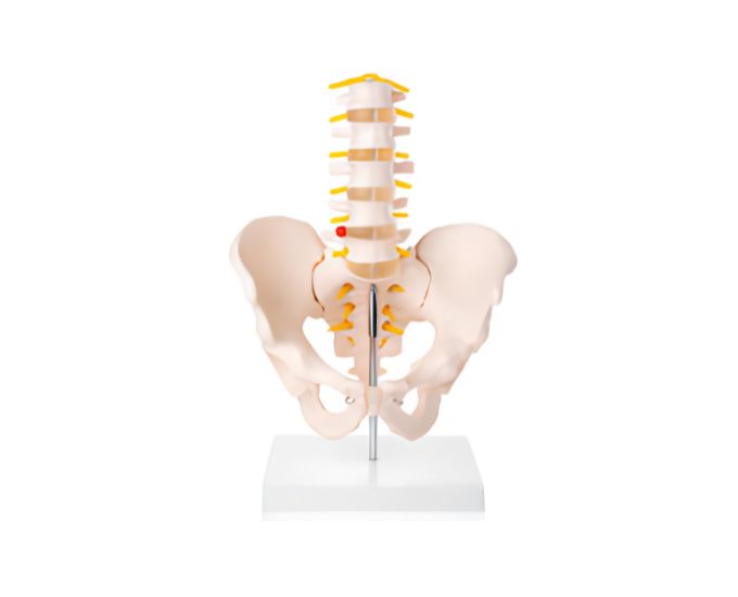 Pelvis with 5 Lumbar Vertebrae Anatomical Model - Product Image
