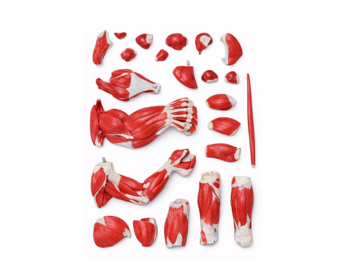 Human muscle model - Product Image 3