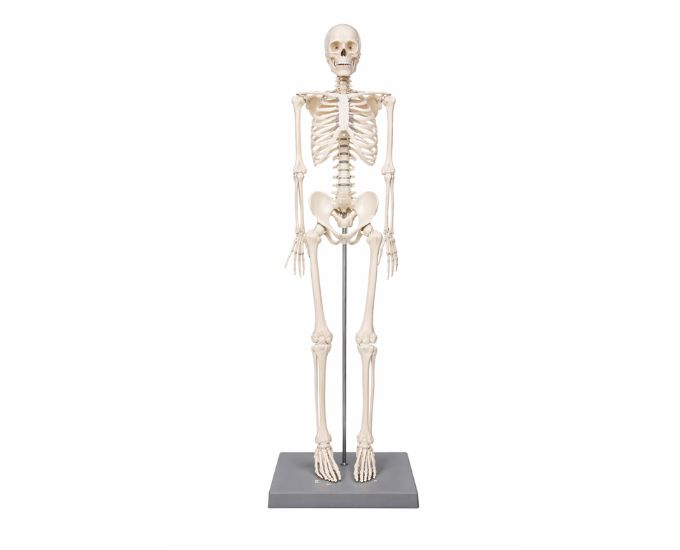 Human Skeleton Anatomy Model with Stand for Medical Study