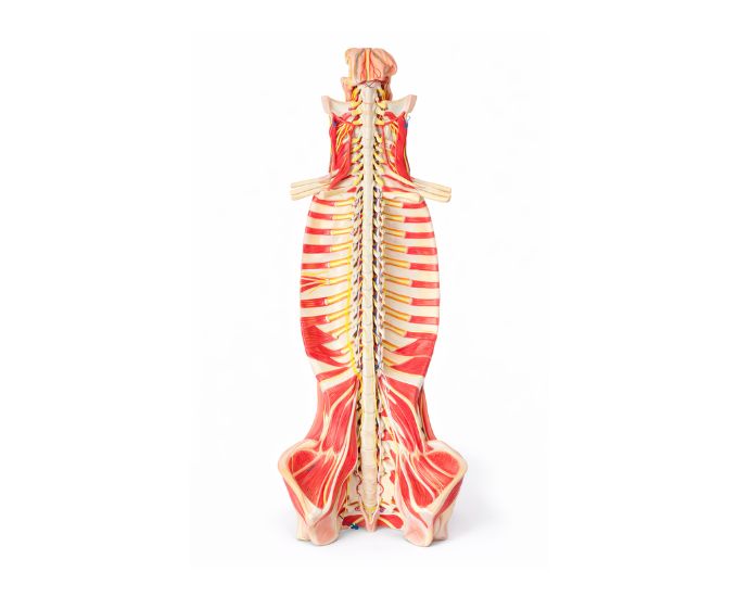 Spinal Cord in Spinal Canal Model with Brain and Nerves - Product Image