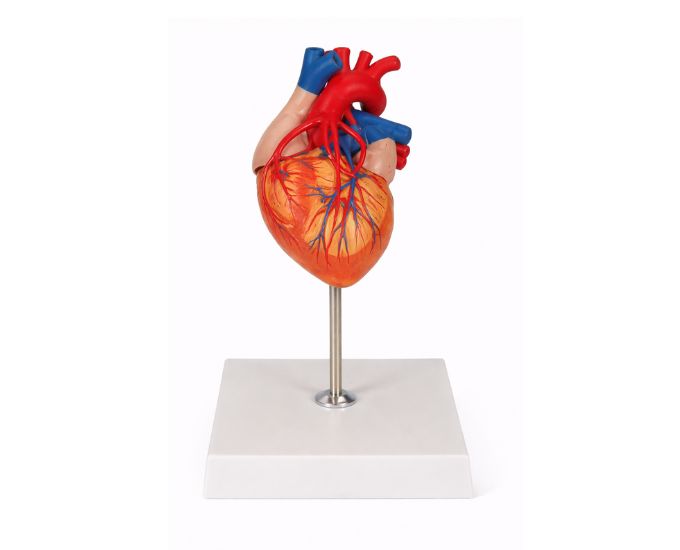 Human Heart Anatomy Model with Bridges Life Size, 2 Parts MT-134 - Product Image
