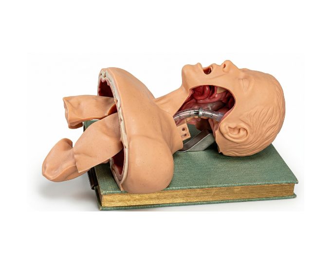 Airway Intubation Simulator with Anatomical Landmarks and Feedback System