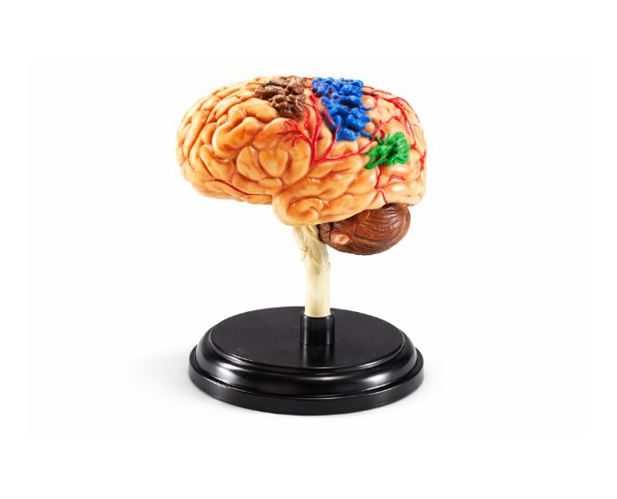 Advance Human Brain Model
