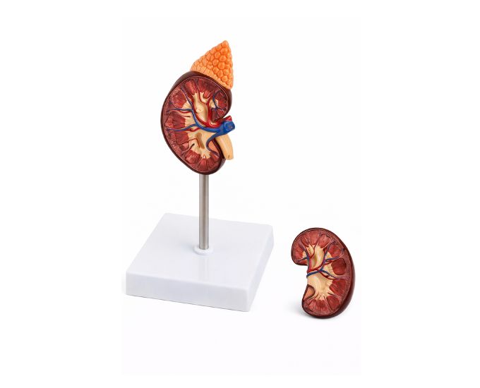 Human Kidney Anatomy Model Natural Size, 2 Parts - Product Image