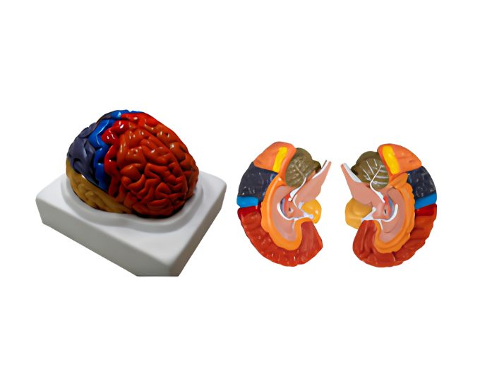 Colored Brain Anatomy Model (2 Parts) - Product Image
