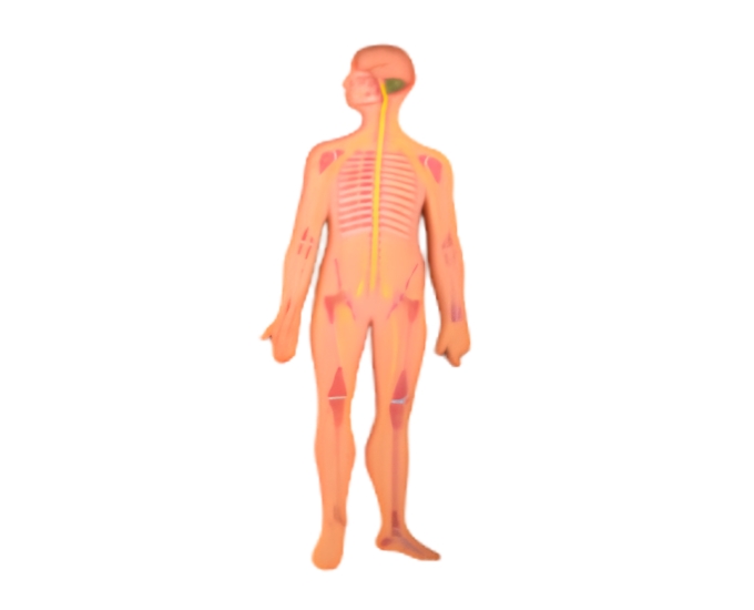 Nervous System Anatomical Models (Indian & Imported) - Product Image