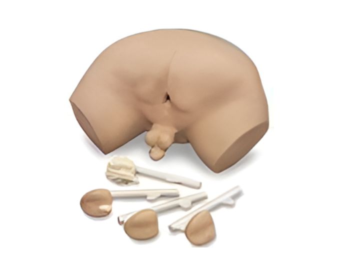 Prostate Examination Simulator with Interchangeable Pathology Glands - Product Image