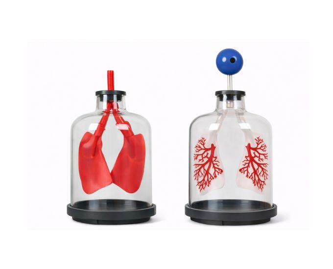 Lung Respiration Demonstration Model for Airflow Study - Product Image