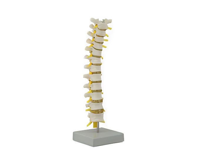 Thoracic Spinal Column Model - Product Image
