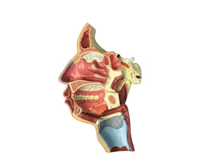 Human Head Fiber Model - Product Image