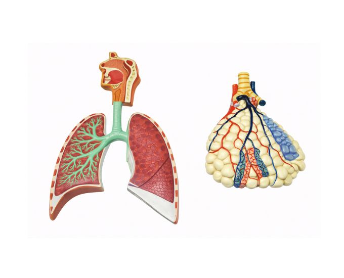 Human Respiratory System Model with Enlarged Alveolus - Product Image