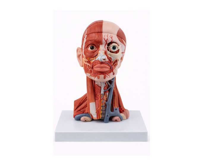 Head and Cervical Dissection Model with Brain Nerves & Arteries - Product Image