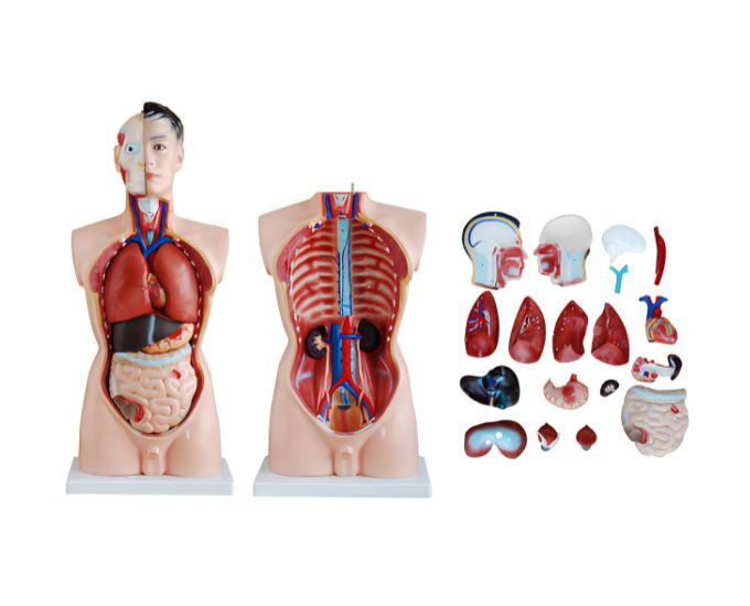 Human Male Torso 19 Parts - Product Image