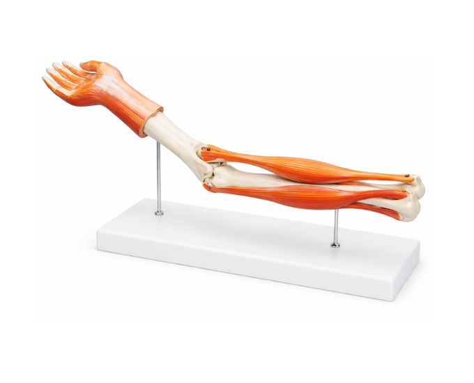 Functional Elbow Joints