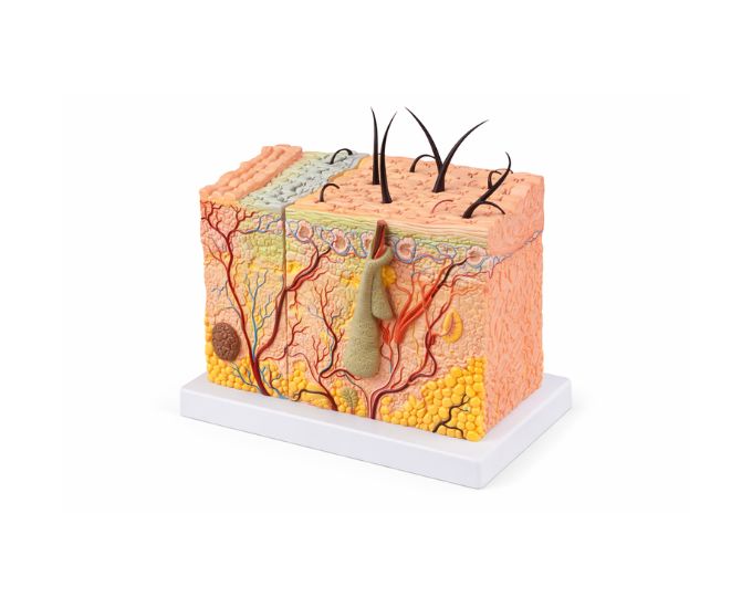 Human Skin Layers Study Model for Anatomy Learning - Product Image