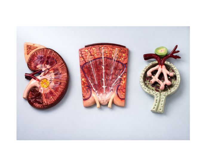 Triple-Scale Kidney Nephron and Glomerulus Teaching Model - Product Image