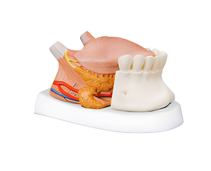 Enlarged Tongue with Teeth Anatomical Model - Product Image
