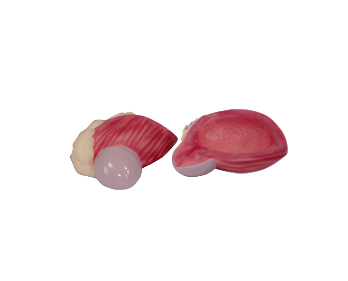 Urinary Bladder with Prostate Anatomical Model - Product Image