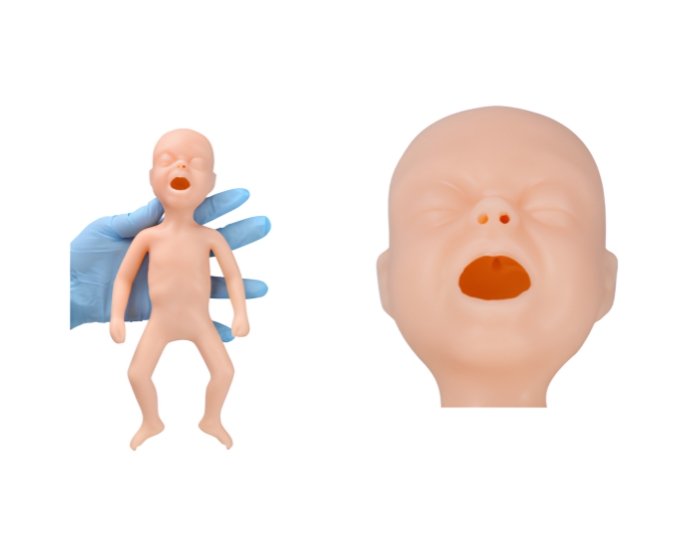 24‑Week Premature Infant Training Model