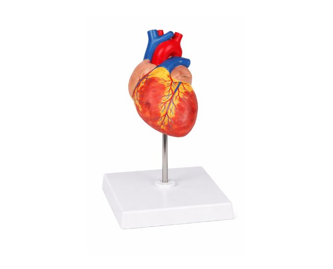 Human Heart Anatomy Model Life Size, 2 Parts - Product Image