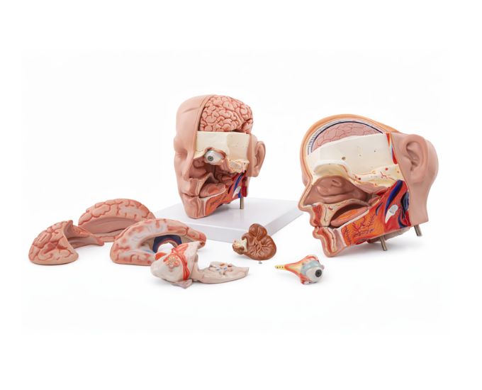 Dissection Model of Head with Brain – 11 Parts - Product Image