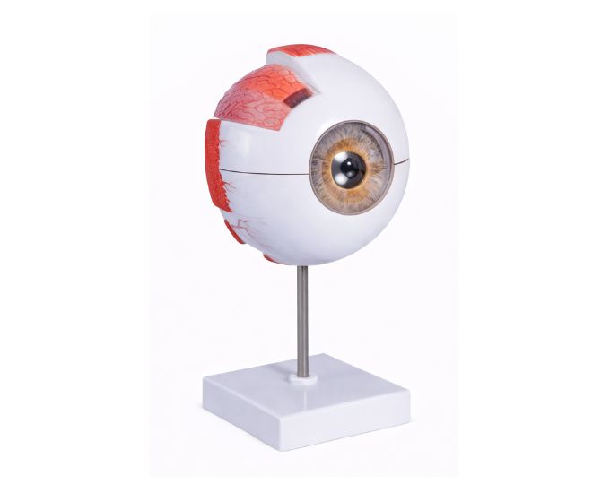 Human Eye Model 6 Parts - Product Image