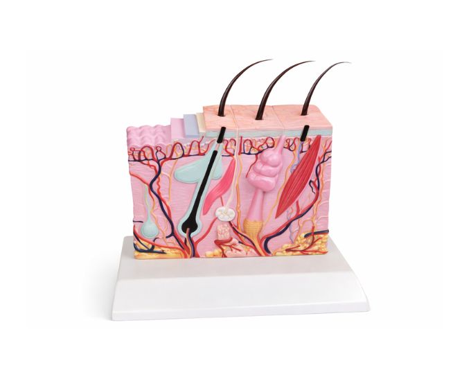 Human Skin Anatomy Teaching Model for Dermatology Study - Product Image