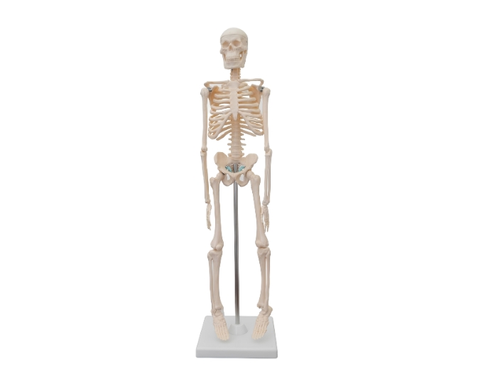 Mini Human Skeleton Model – 42 cm - Product Image