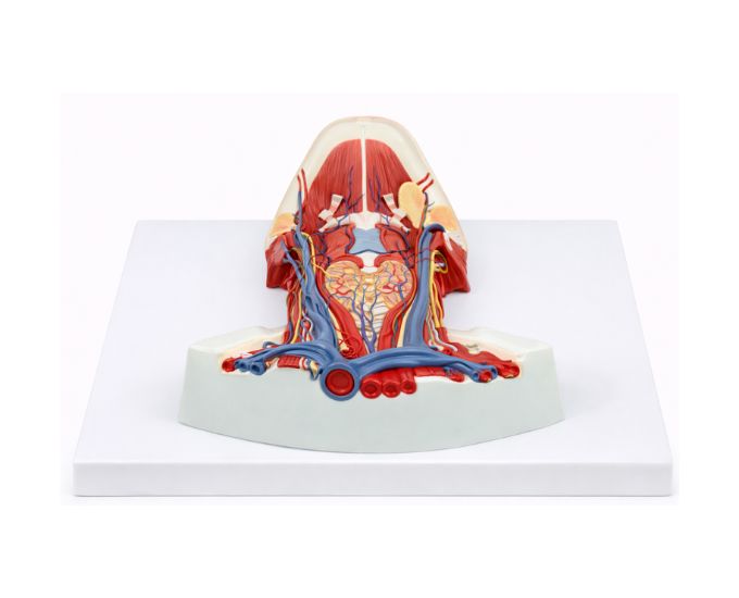 Cervical Muscle Dissection Anatomy Model - Product Image